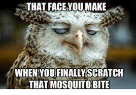 Image result for meme of mosquitoes