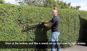How To Cut Prune Trim Hedges The