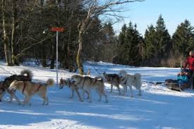 La pratique du chien de traîneau est très ancienne, ce sont les inuits et autres peuples du grand nord qui la pratiquaient pour se déplacer, transporter du matériel et chasser. Chiens De Traineau Activites Hivernales Visit Alsace