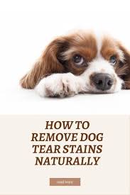 how to remove dog tear stains naturally