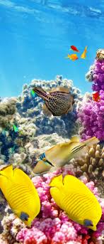 fish phone wallpaper underwater