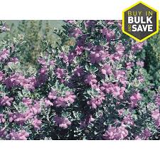 In this vlog, garden home television host p. 2 5 Quart Purple Texas Sage Flowering Shrub In Pot L3562 In The Shrubs Department At Lowes Com