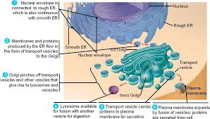 Endomembrane System And Functions Plasma Membrane Nuclear