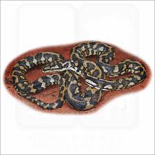jungle carpet python signed fine art