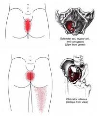 pelvic floor muscles trigger points