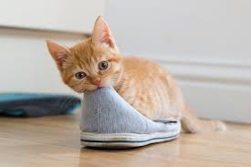 why do cats like shoes