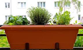herbs perfect for a balcony garden