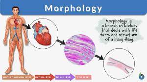 morphology definition and exles