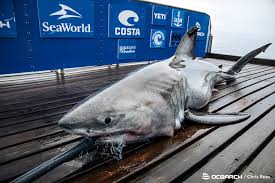 freya 883 pound great white shark