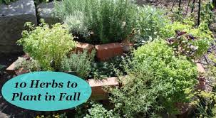 10 Herbs To Plant In Fall For Gardens