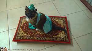 cat riding magic flying carpet coub