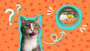 raw cat food what pet pas need to