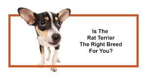 rat terrier puppies breed info