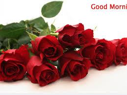 good morning with red rose flower