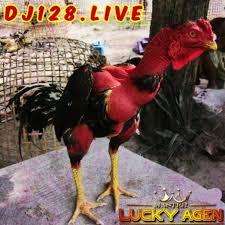 Sabung ayam vietnam atau sering disebut juga dengan sabung ayam saigon merupakan jenis ayam yang memiliki postur yang gagah, kekar dan memiliki ciri khas sebagai ayam yang tidak memiliki bulu. Pin Di Agen Sabung Ayam Online