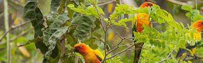 guyana south america birding tour