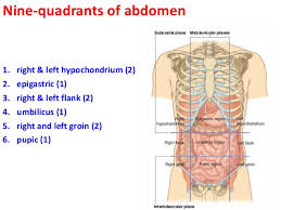 There are multiple anatomical areas within the abdomen, each of which contain specific contents and are bound by certain borders. Quadrants Anatomy Anatomy Drawing Diagram