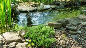 Beautiful Small Garden Pond With Frog