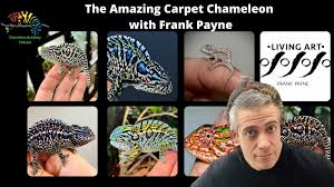carpet chameleons with frank payne