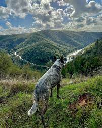 dog friendly placer county visit placer