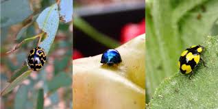 Let S Talk Ladybird Beetles The Seed