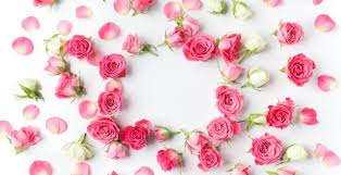 wallpaper flowers petals pink roses
