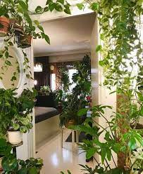 Plants Indoor Plant Wall