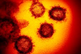 d où vient le coronavirus comment s