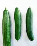 What is the difference between a cucumber and an English cucumber?