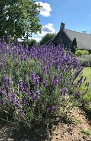 Lavender Fields In Greater Lansing And