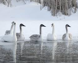 What Do Swan Do In The Winter? 