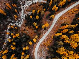 autumn forest road from above free