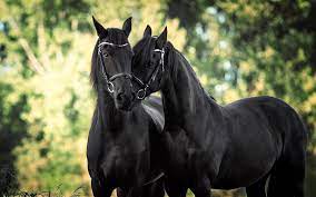 Beautiful Black Horses Hd Desktop ...