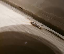 Home Remes To Get Rid Of Silverfish