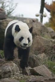 hd wallpaper panda wild