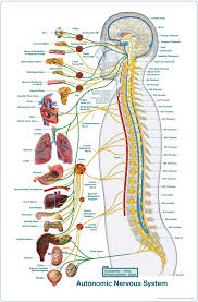 Diagram Of The Nervous System Authority Chiropractic