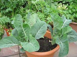 Growing Cauliflower in Containers | Care & How to Grow Cauliflower in Pots  | Balcony Garden Web