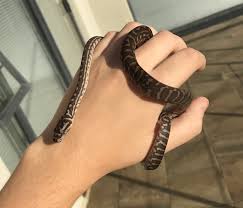 normal carpet python traits morphpedia