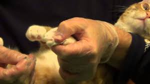 soft paws nail caps to a cat