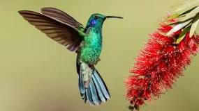 Resultado de imagen de colibrí significado
