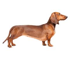 dachshunds wag