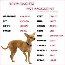 You can also find puppy meaning. 21 Spanish Dog Commands To Teach Your Pet