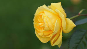 yellow rose free background image