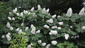 flowering shrubs for shade top picks