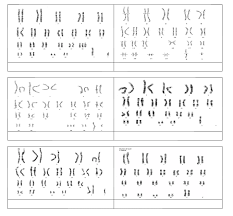 Karyotype Chart Diagram Quizlet