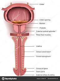 解剖阴茎前列腺和膀胱医学载体例证图库矢量图作者：© medicalstocks 253883134