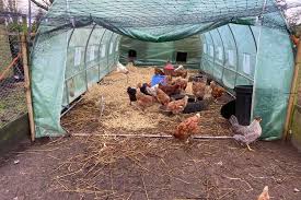 Then with a broom i'd gently shoo them off the patio, and then carry them directly into the coop and give them treats. Avian Influenza 2021 When Can I Let My Chickens Out British Hen Welfare Trust