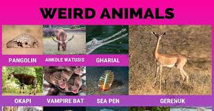 With that in mind, let's check the list of some of the weird animals that are cute and unique in the same time. Animal Names Visual Dictionary