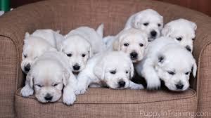 Golden retrievers have made plenty of famous appearances, including starring in disney's air bud and as comet in full house. English Cream Golden Retriever Puppies From Newborn To 8 Weeks Old Puppy In Training