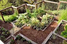 ideas for growing a vegetable garden